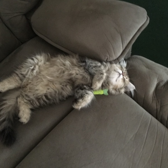 Meet your Posher, Sharon - Picture 12 of 16